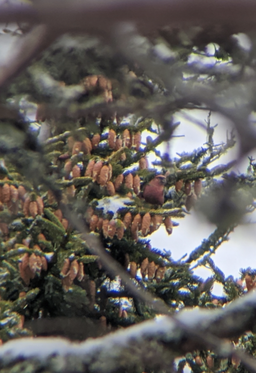 White-winged Crossbill - Spencer Hardy