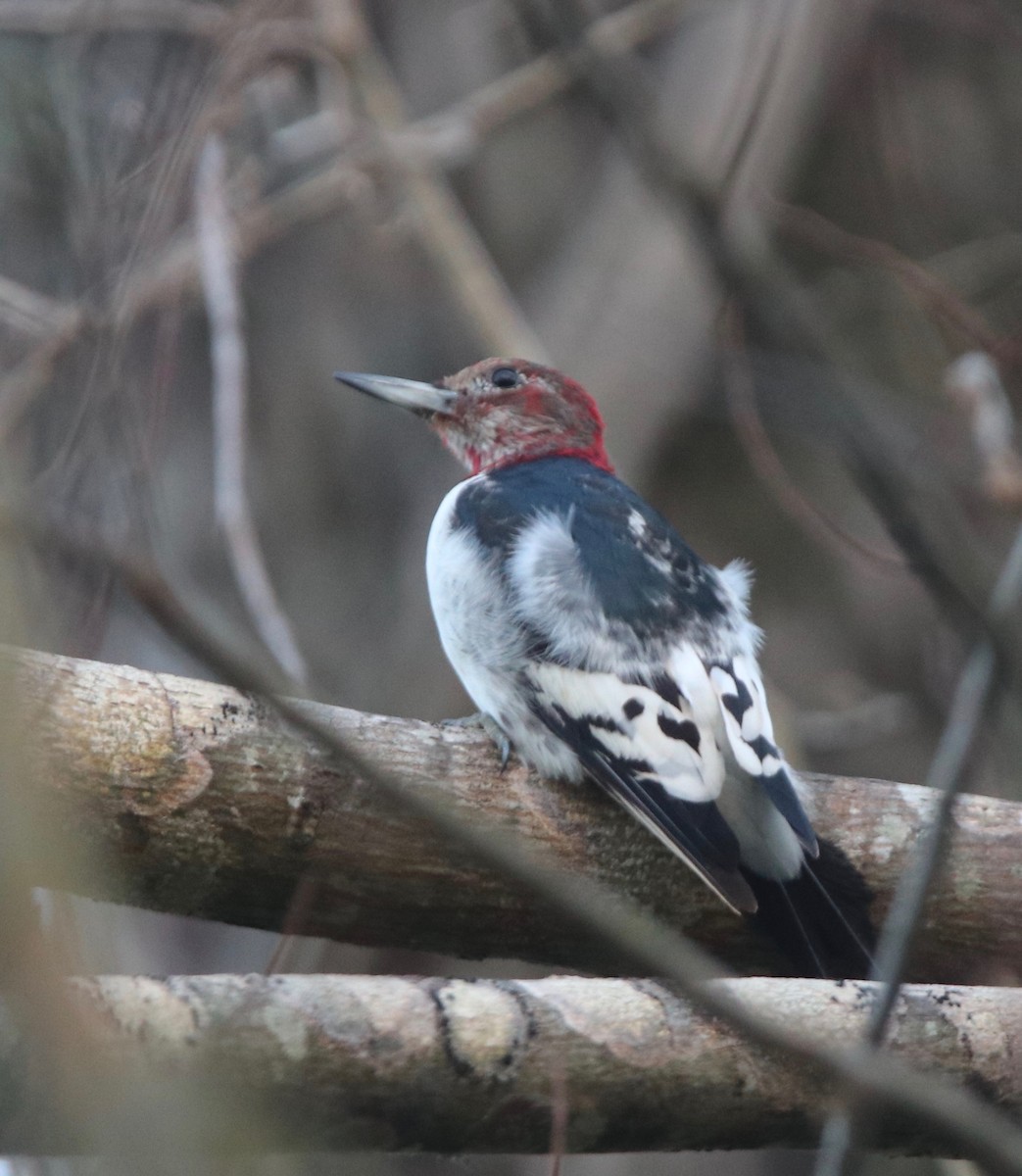 Red-headed Woodpecker - ML197309721