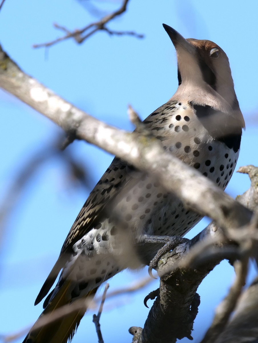 Northern Flicker (Yellow-shafted) - ML197310841