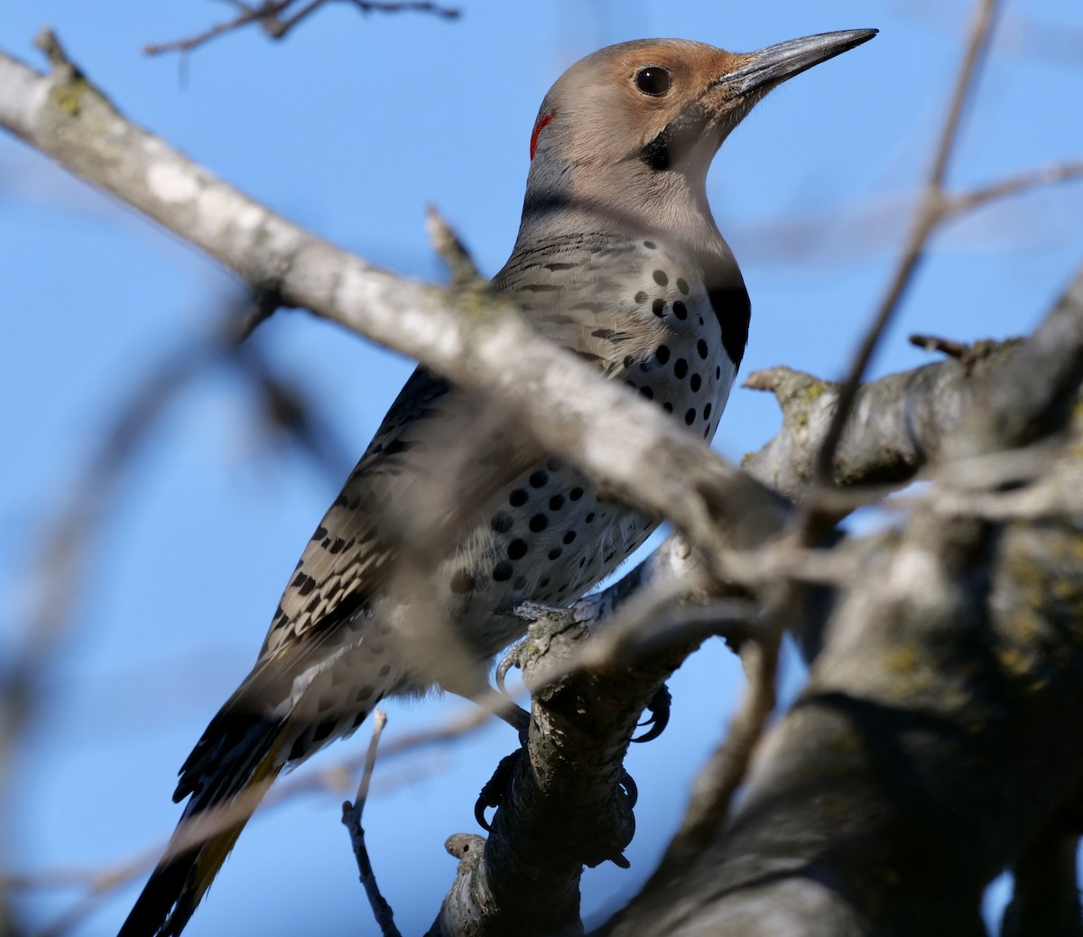 Northern Flicker (Yellow-shafted) - ML197310881