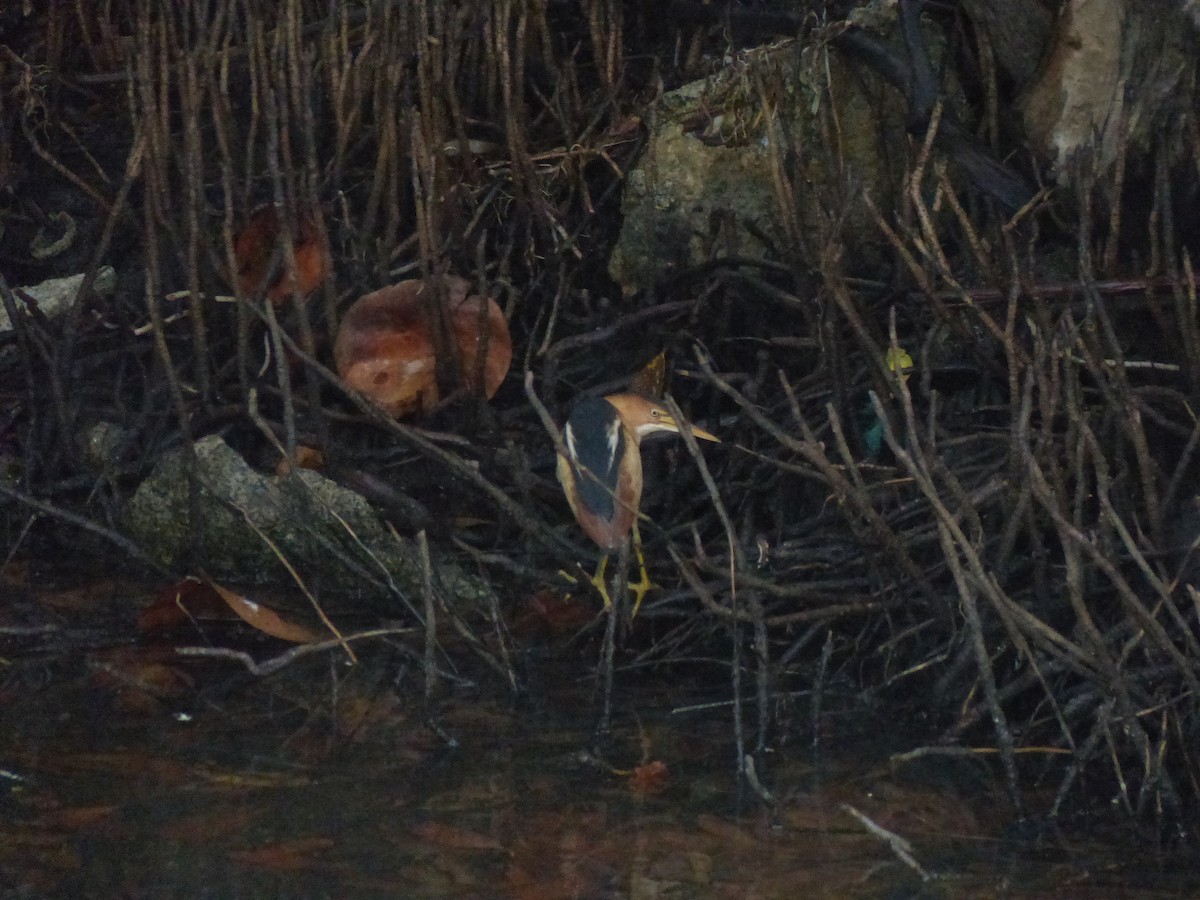 Least Bittern - ML197311891