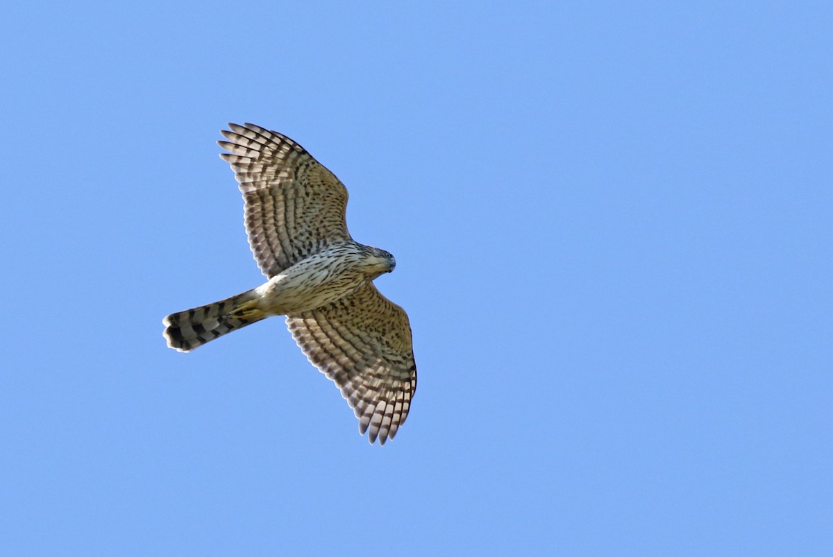 Cooper's Hawk - Luke Seitz