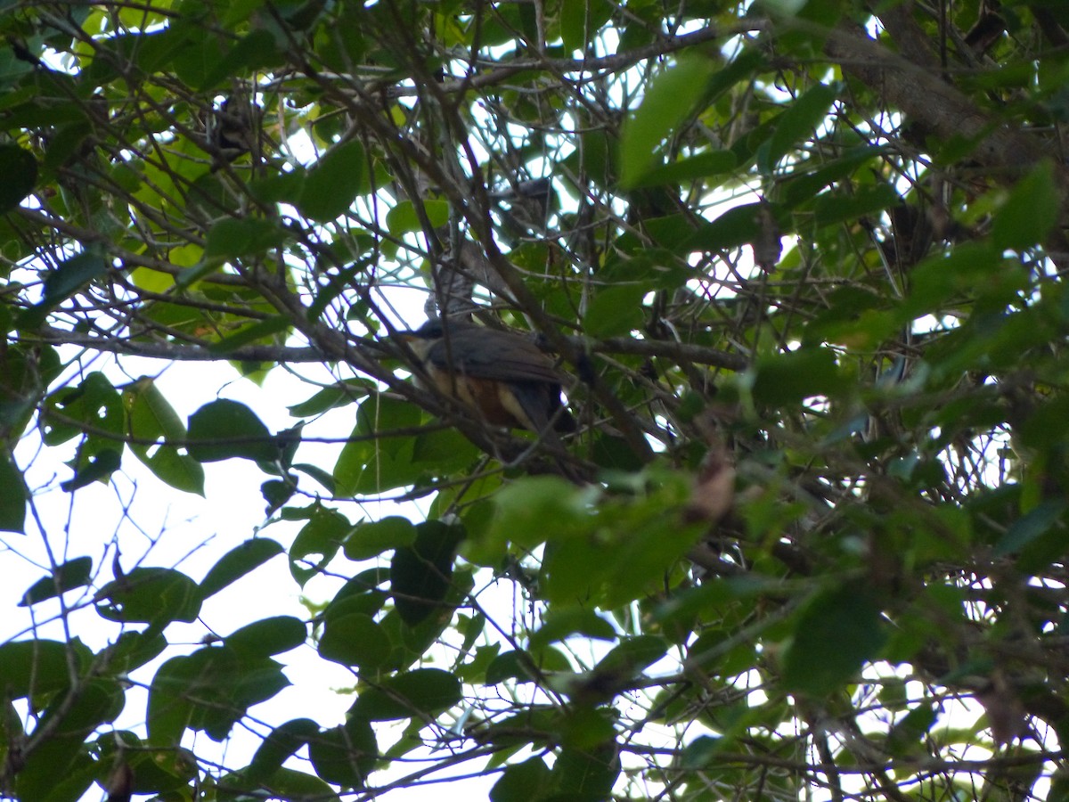 Mangrove Cuckoo - ML197312331