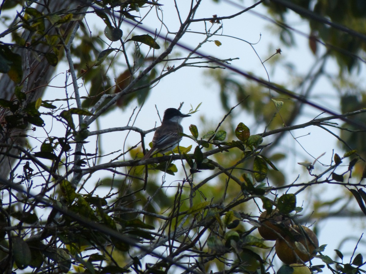 Loggerhead Kingbird - ML197312391