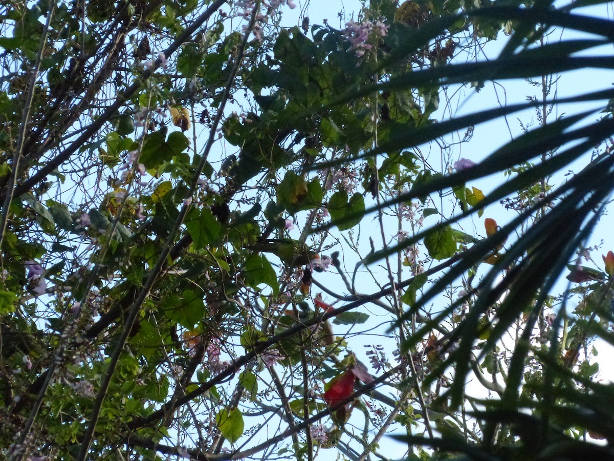 Orange-fronted Parakeet - ML197314541