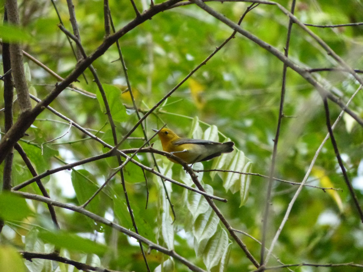 Prothonotary Warbler - ML197314931
