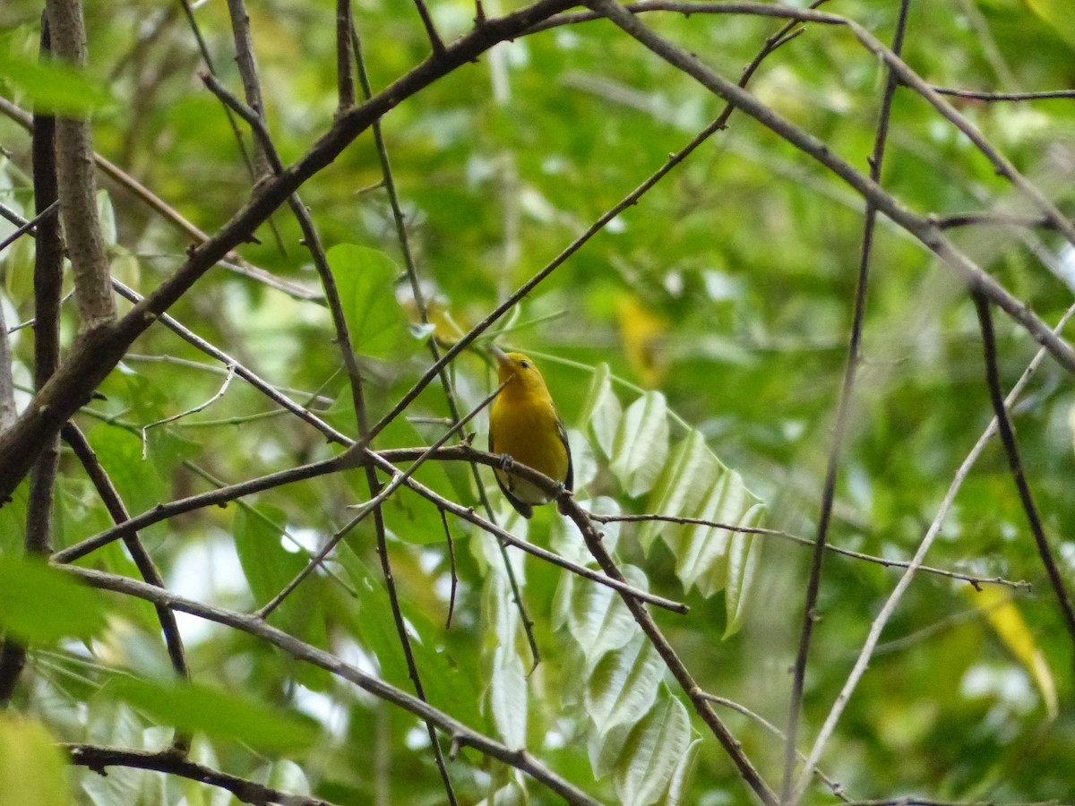 Prothonotary Warbler - ML197314941
