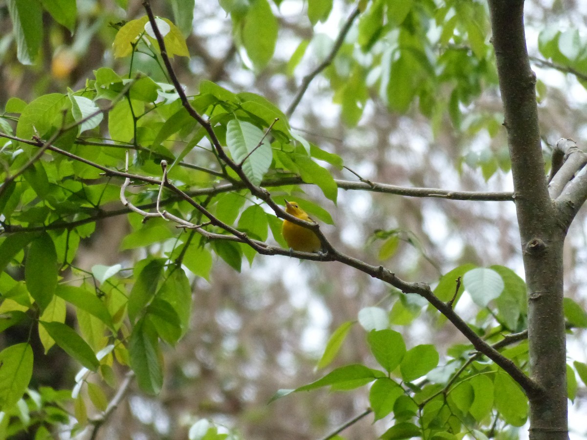 Prothonotary Warbler - ML197314951