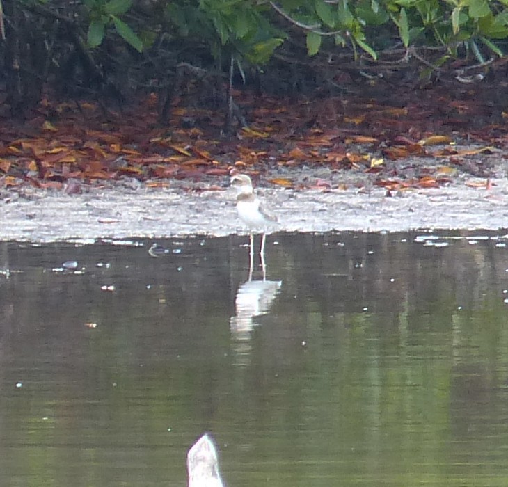 Wilson's Plover - ML197315861