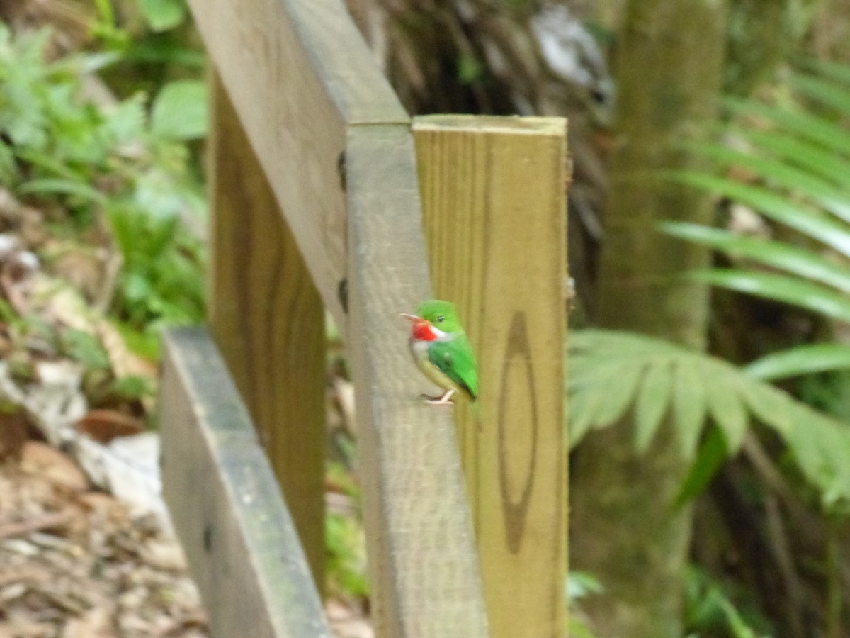 Puerto Rican Tody - ML197316721