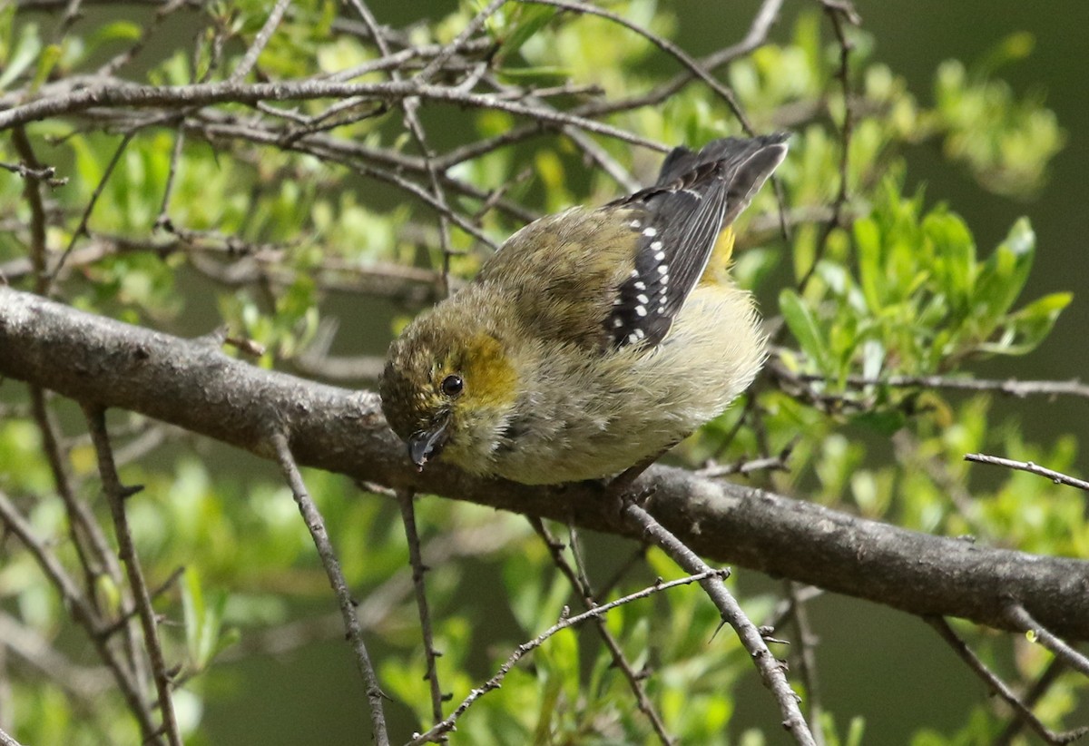 Forty-spotted Pardalote - ML197318521