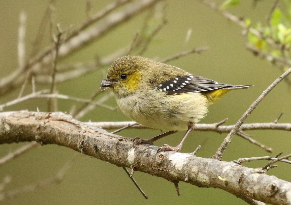 Forty-spotted Pardalote - ML197318531
