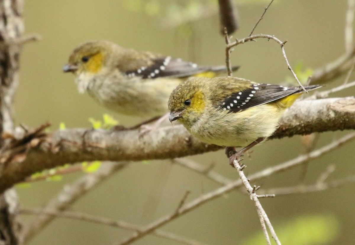 Forty-spotted Pardalote - ML197318561