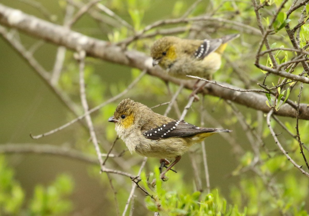 Forty-spotted Pardalote - ML197318601