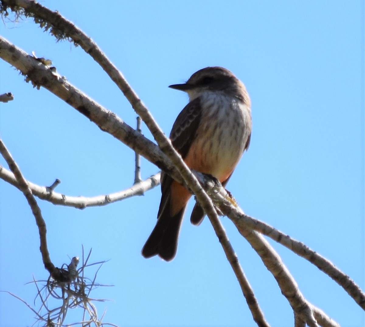 Vermilion Flycatcher - Jon McIntyre