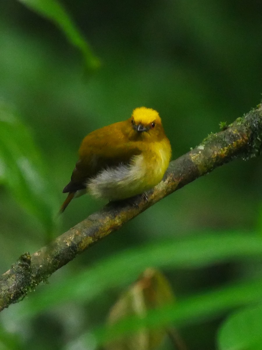 Yellow-headed Manakin - Chris Wills