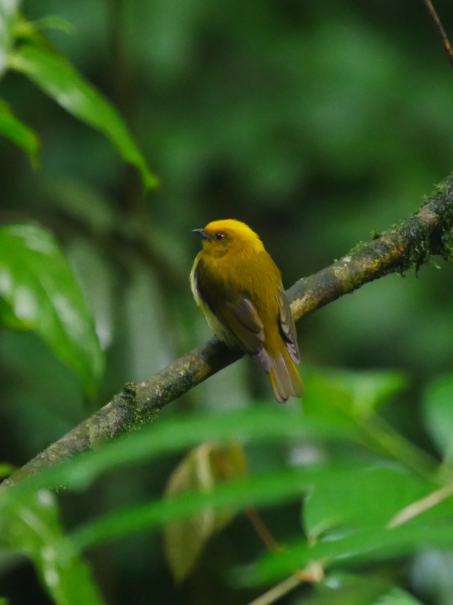 Yellow-headed Manakin - Chris Wills