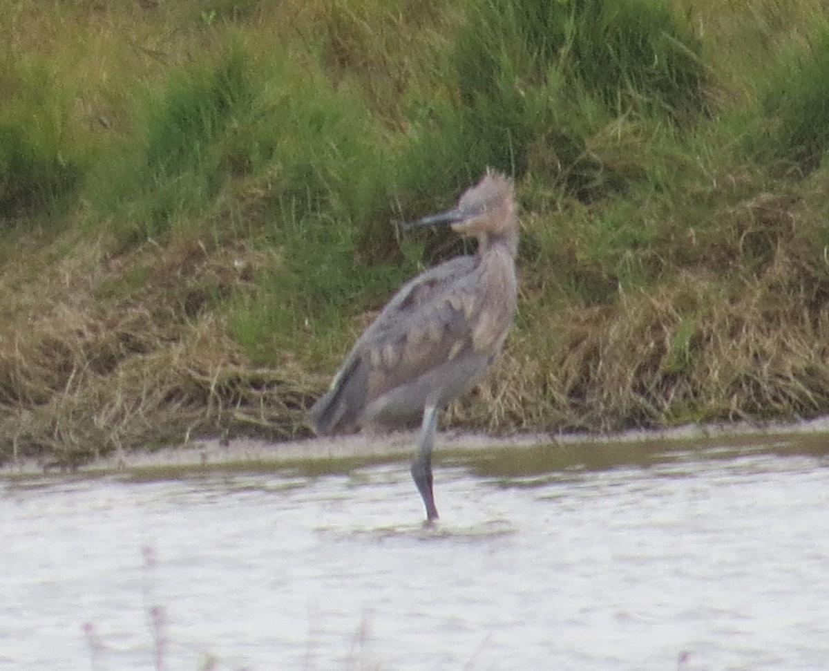 Reddish Egret - ML197321301