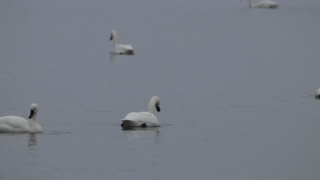 Tundra Swan (Whistling) - ML197321911