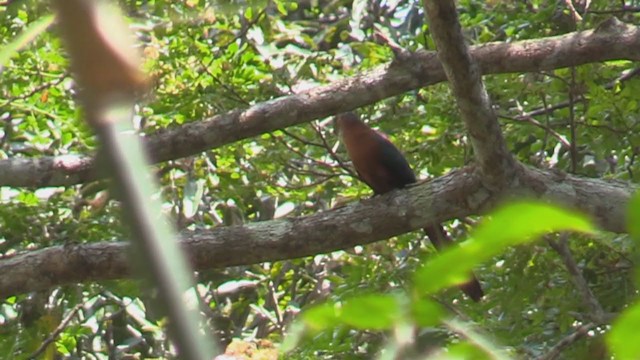 kukačka indonéská - ML197322621