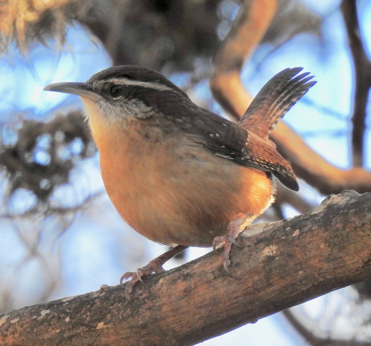 Carolina Wren - ML197322631