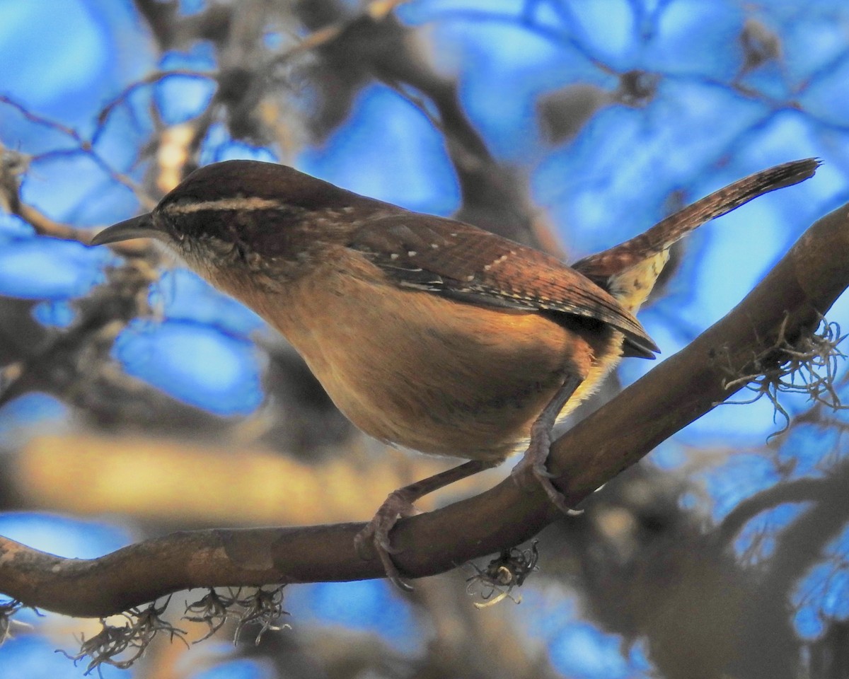 Carolina Wren - ML197322641
