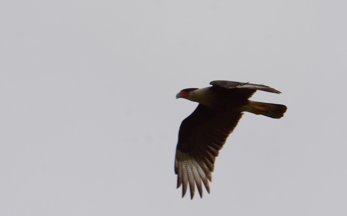 Crested Caracara (Northern) - ML197324511