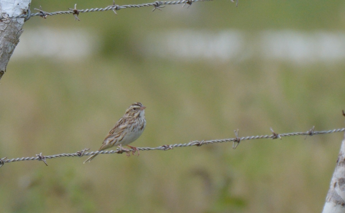 Savannah Sparrow - ML197324731