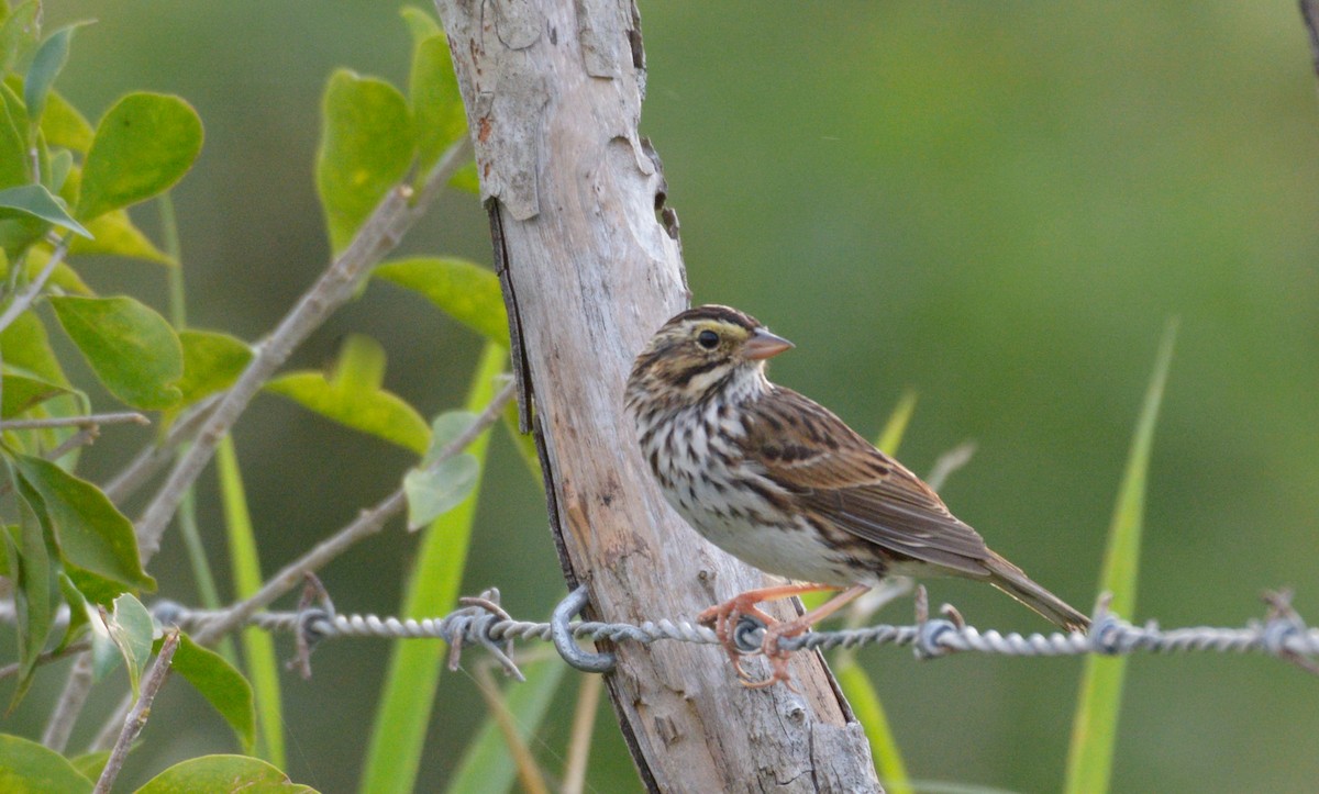 Savannah Sparrow - ML197324861