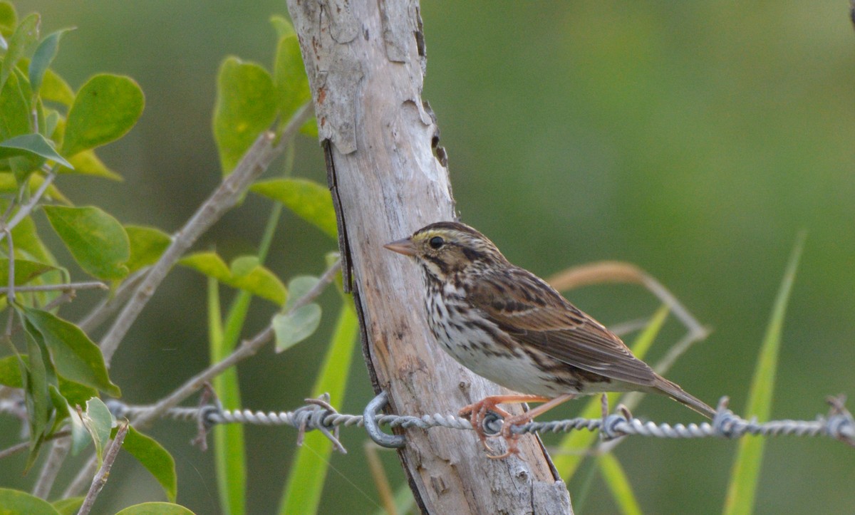 Savannah Sparrow - ML197324871