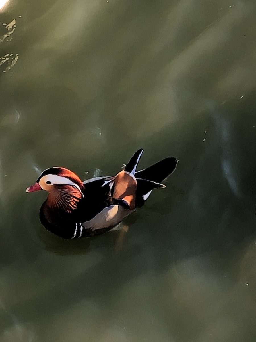 Mandarin Duck - ML197329821