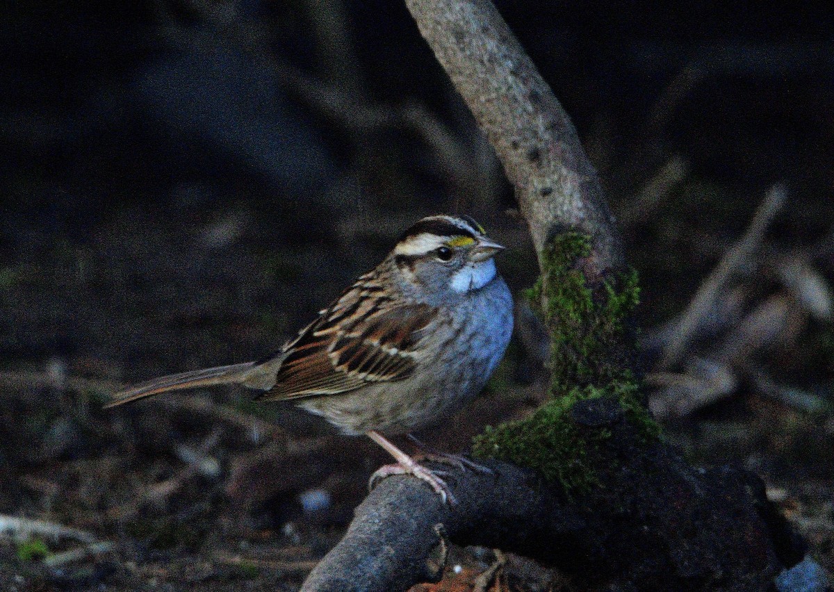 White-throated Sparrow - James Pasola