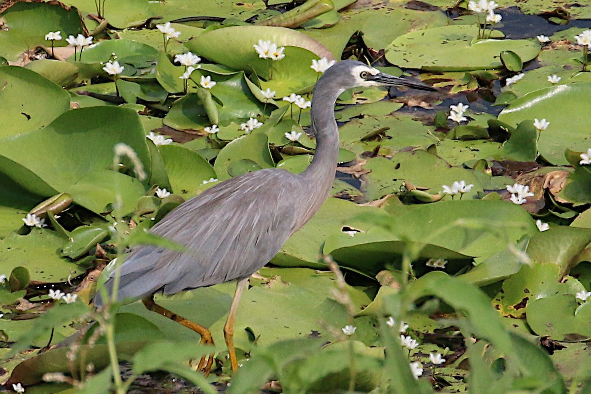 White-faced Heron - ML197332311