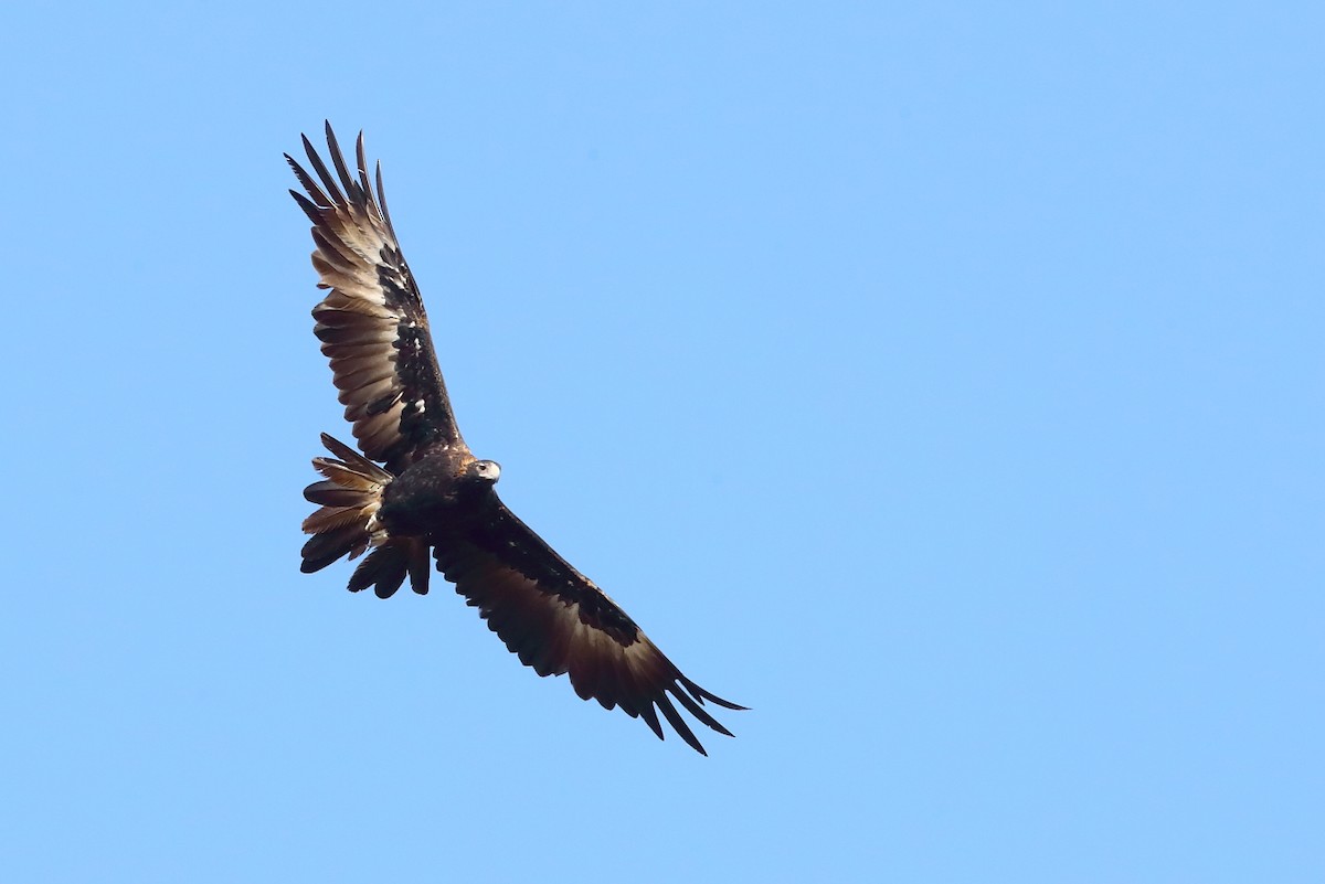 Wedge-tailed Eagle - ML197332641