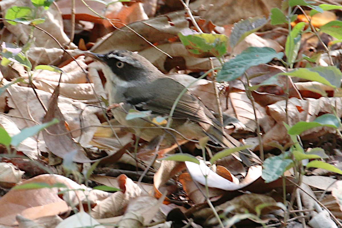 White-browed Scrubwren - ML197333031