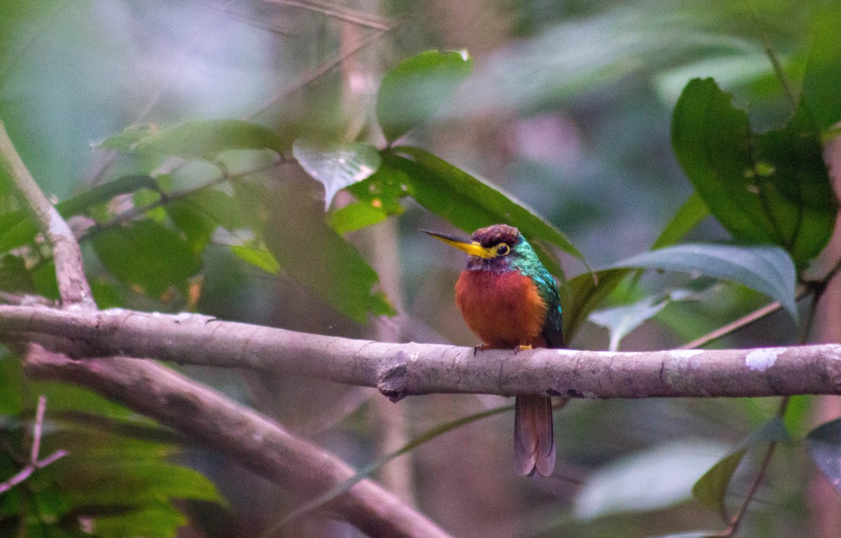 Yellow-billed Jacamar - ML197333631