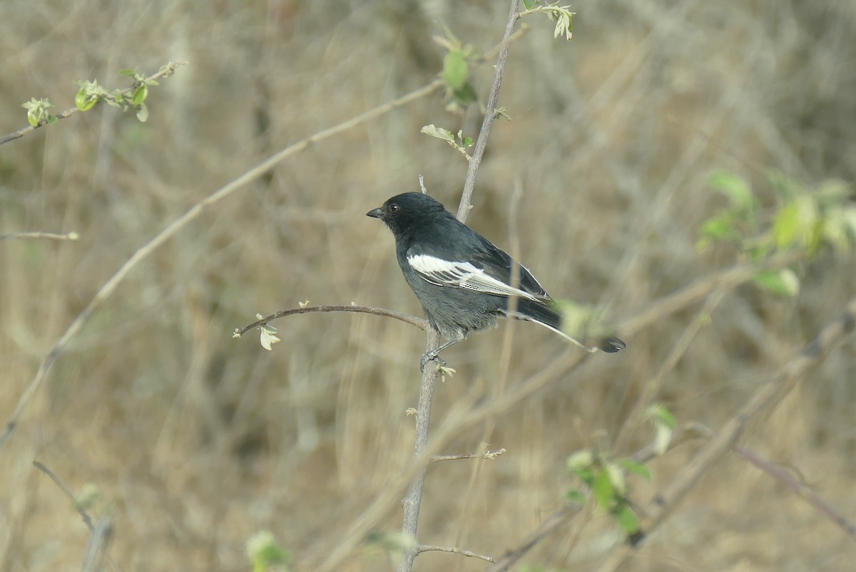 Southern Black-Tit - ML197334221