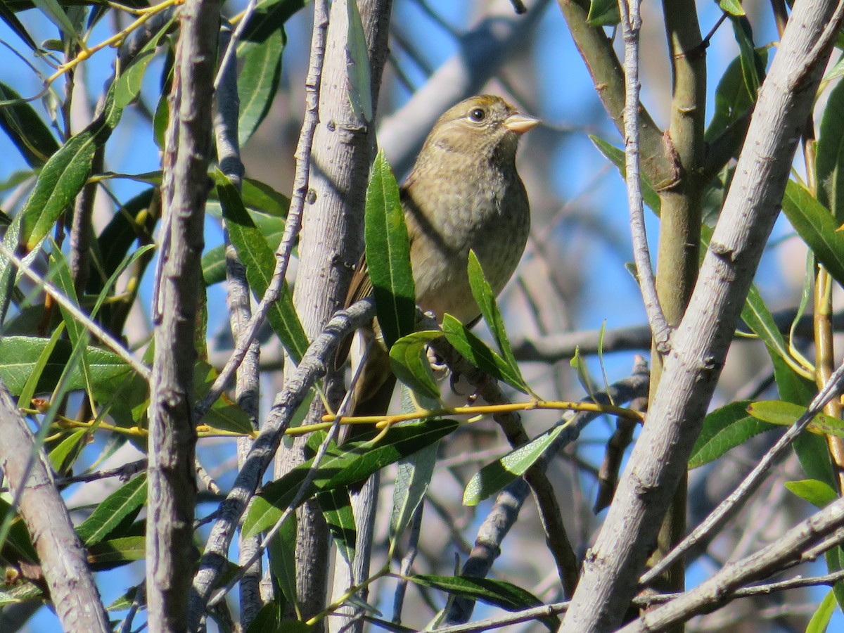 Golden-crowned Sparrow - ML197335161