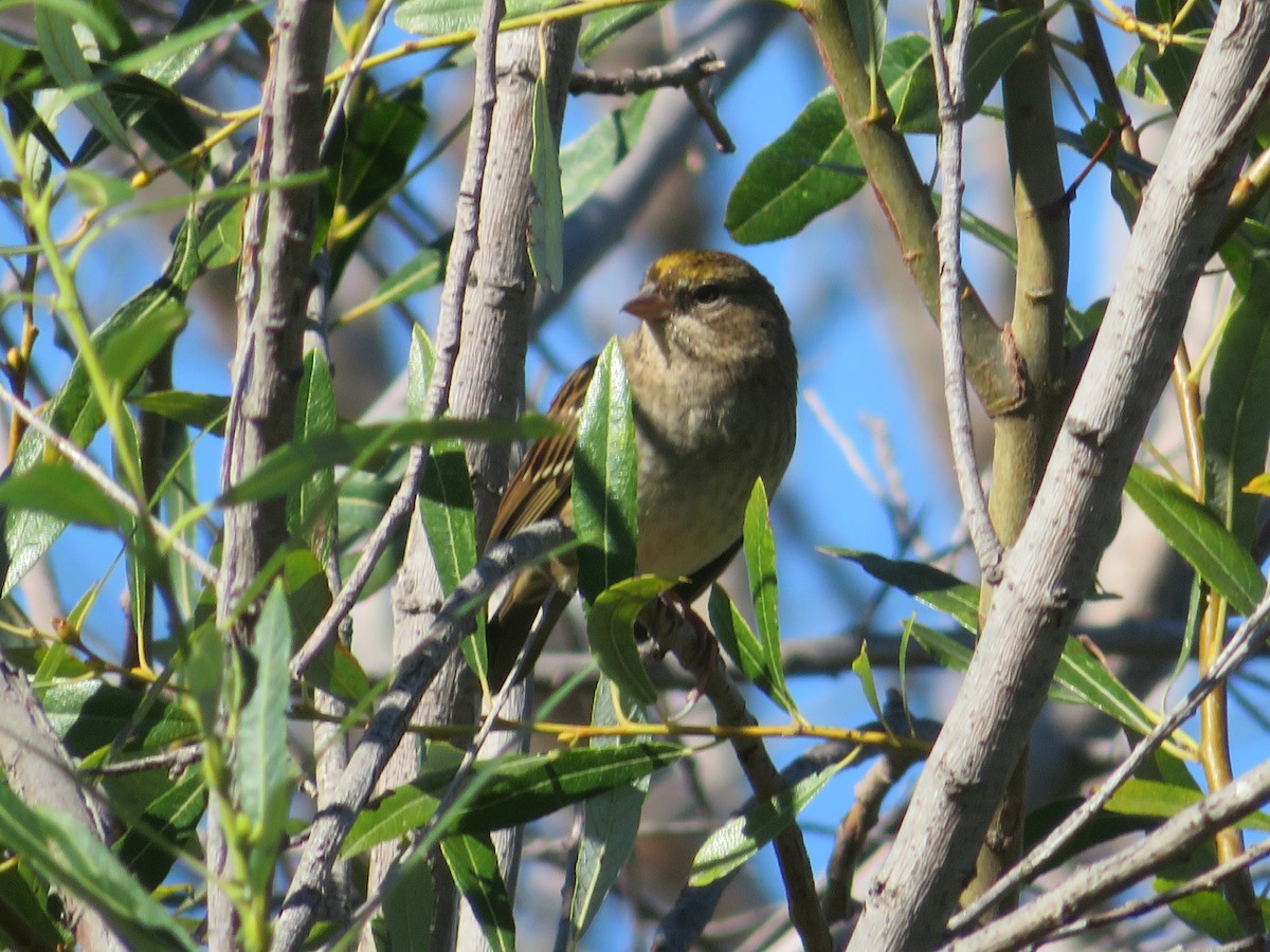 Golden-crowned Sparrow - ML197335171