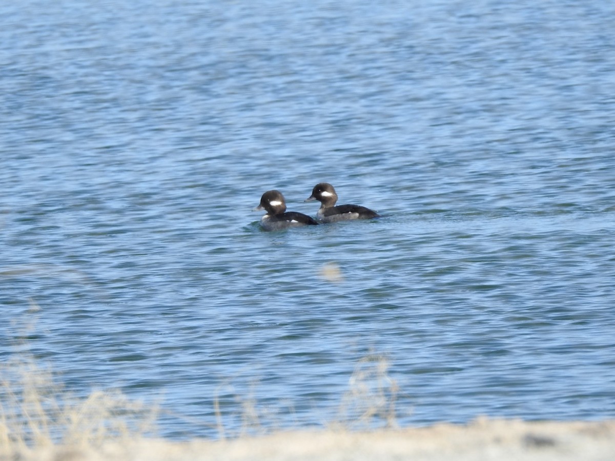 Bufflehead - ML197335221