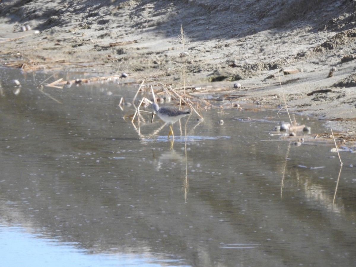 Greater Yellowlegs - ML197335251