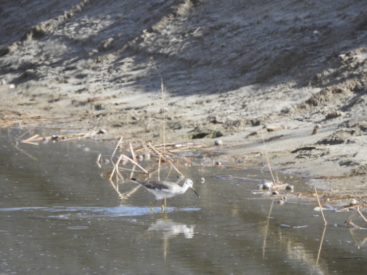 Greater Yellowlegs - ML197335261