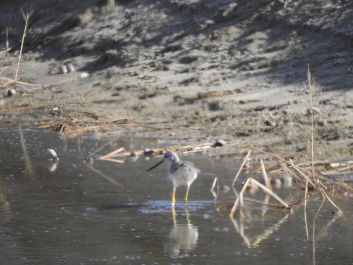 Greater Yellowlegs - ML197335271