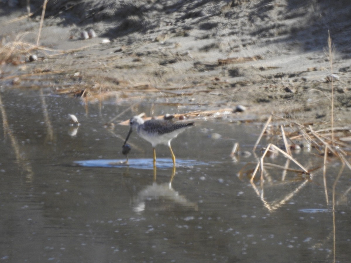 Greater Yellowlegs - ML197335291