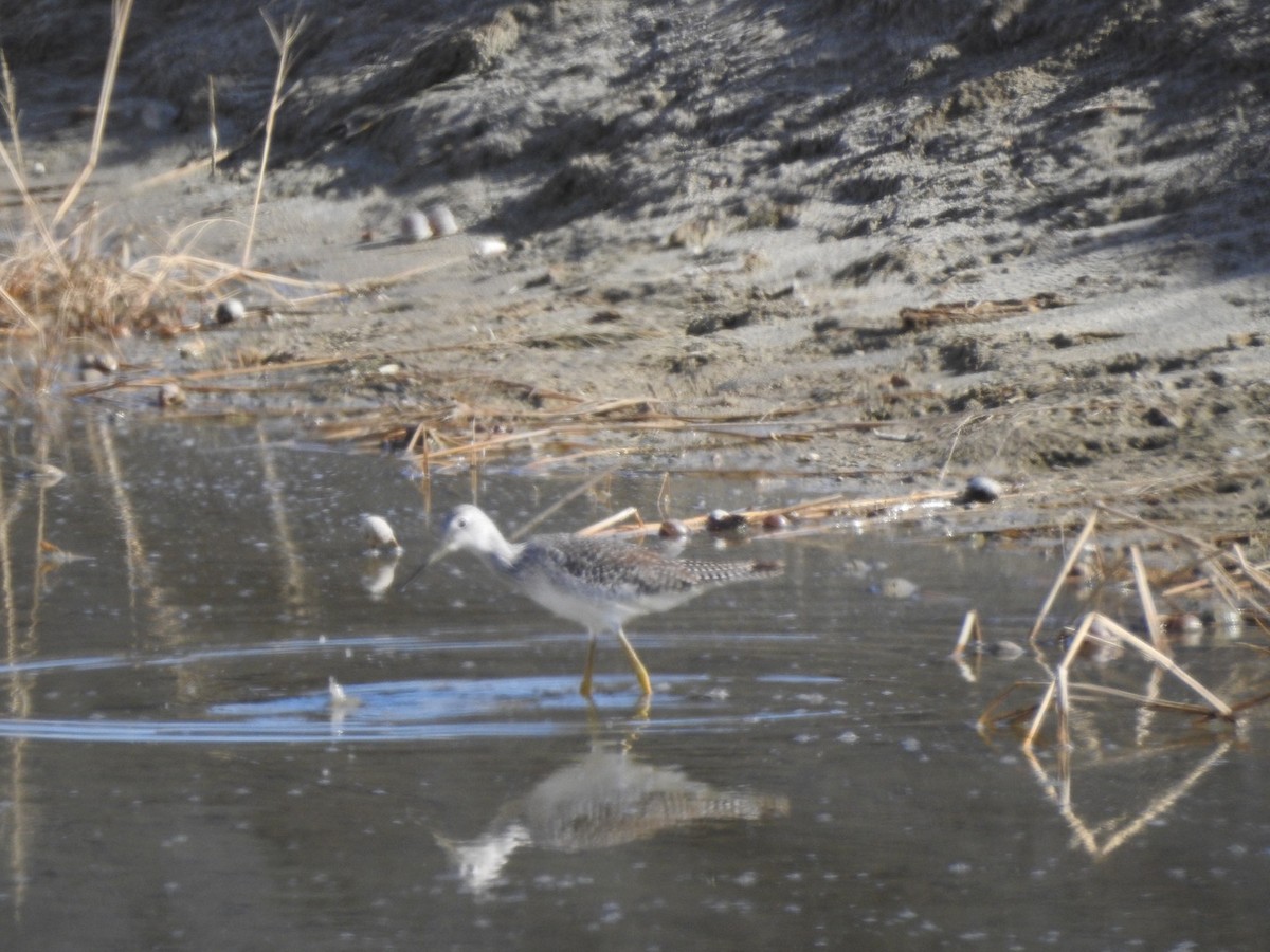 Greater Yellowlegs - ML197335301