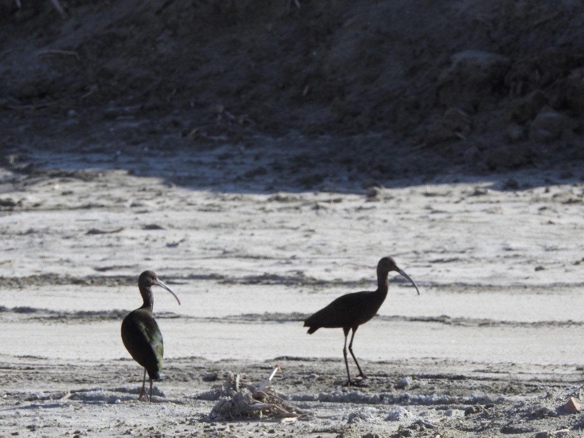 White-faced Ibis - ML197335401