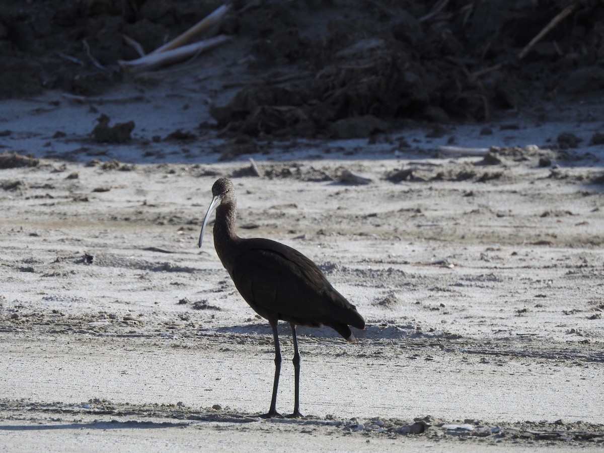 White-faced Ibis - ML197335411