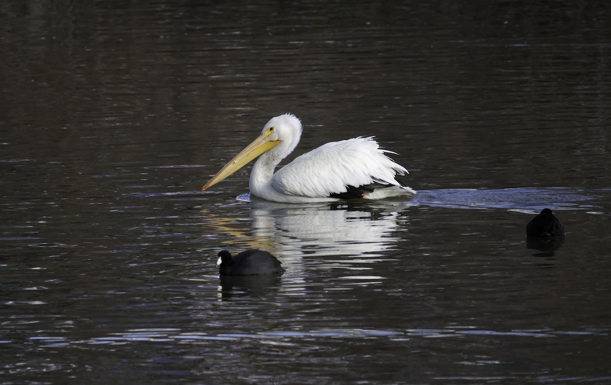 American White Pelican - Wes Stone