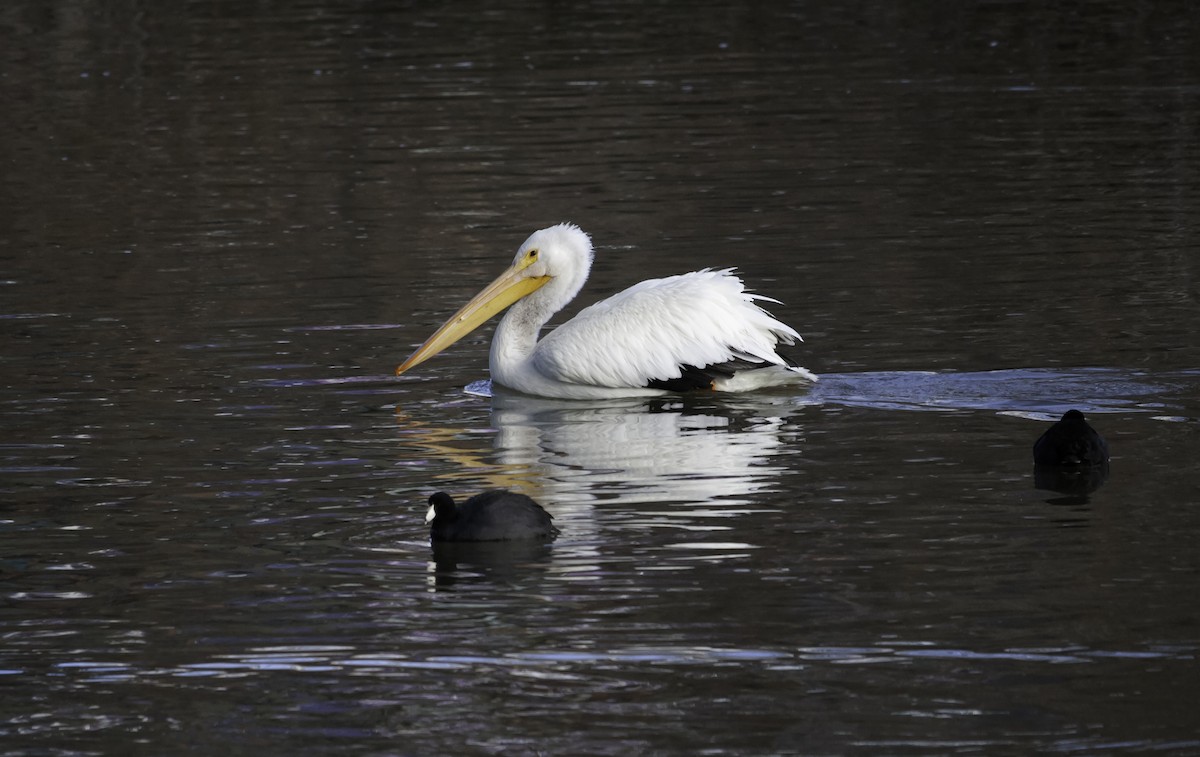 American White Pelican - ML197336101