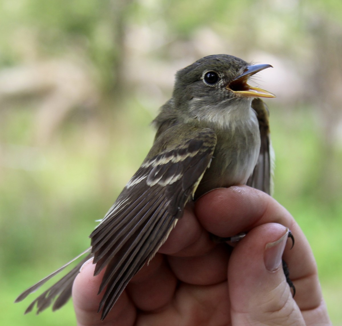 Acadian Flycatcher - ML197338001